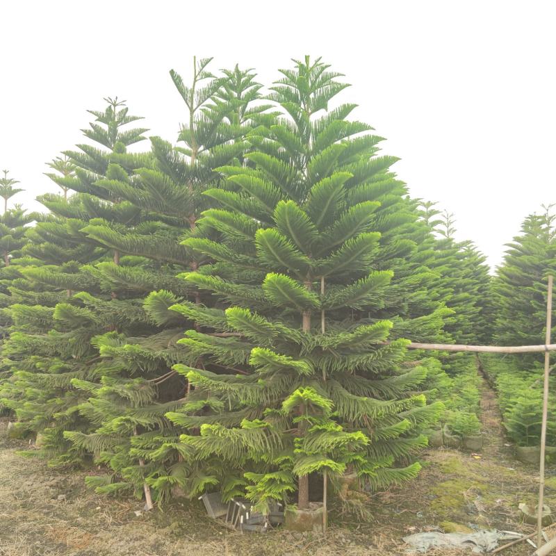 2311苗圃基地供应南洋杉1-6米高圣诞树袋苗