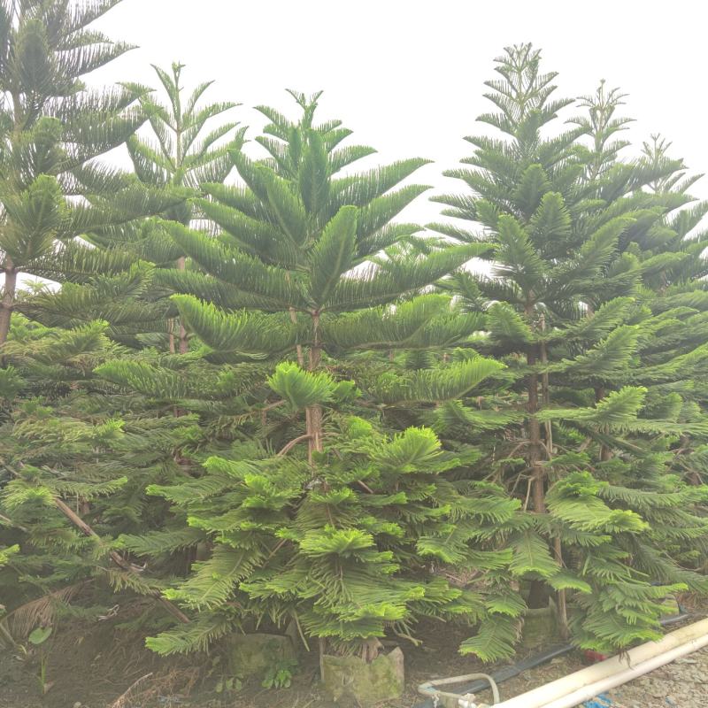 2311苗圃基地供应南洋杉1-6米高圣诞树袋苗