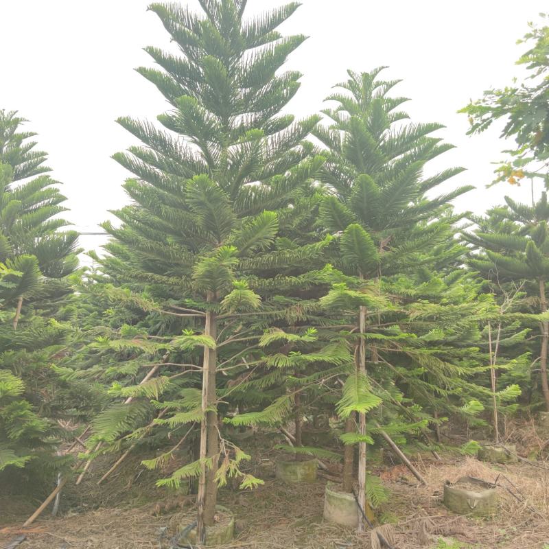 2311苗圃基地供应南洋杉1-6米高圣诞树袋苗