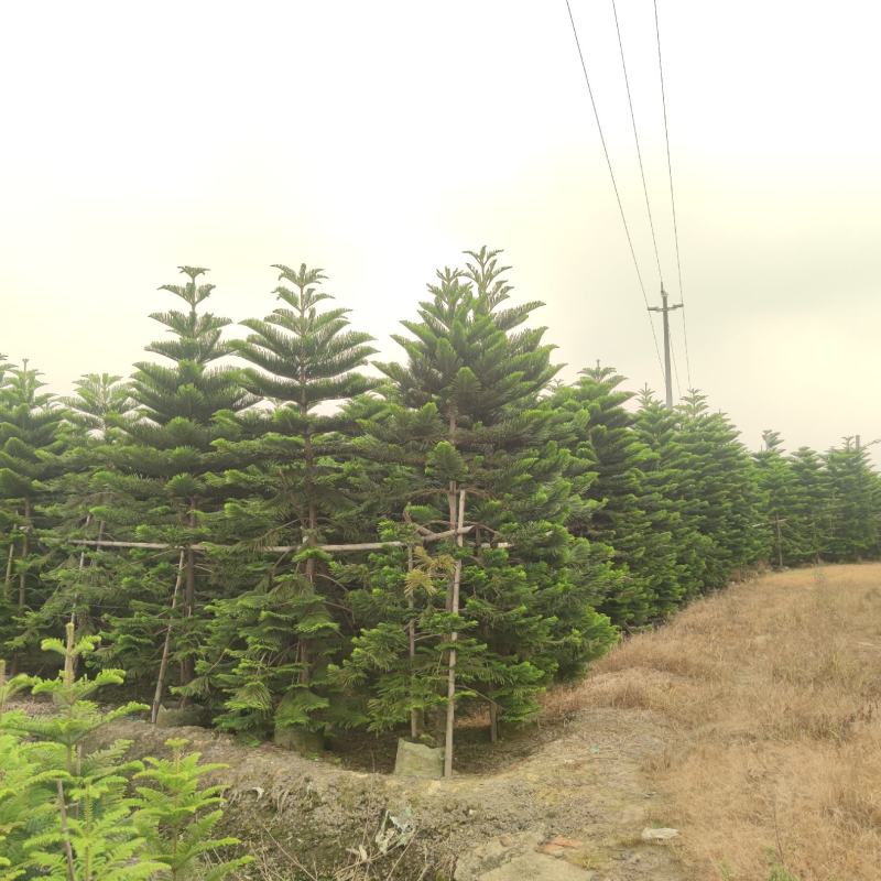 2311苗圃基地供应南洋杉1-6米高圣诞树袋苗