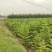 2311苗圃基地供应南洋杉1-6米高圣诞树袋苗