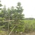 2311苗圃基地供应南洋杉1-6米高圣诞树袋苗