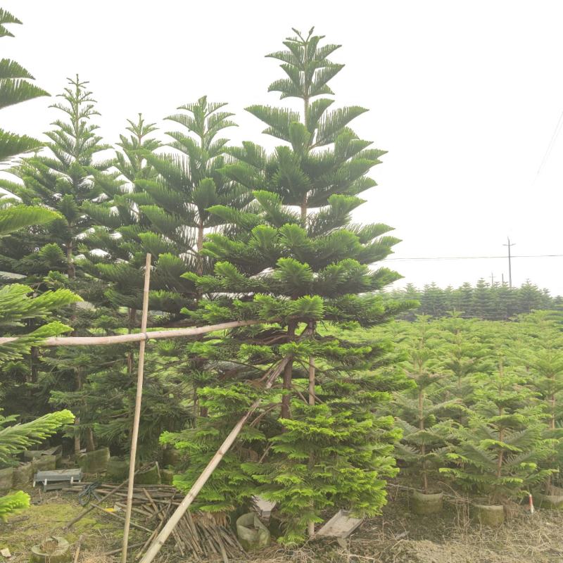 2311苗圃基地供应南洋杉1-6米高圣诞树袋苗