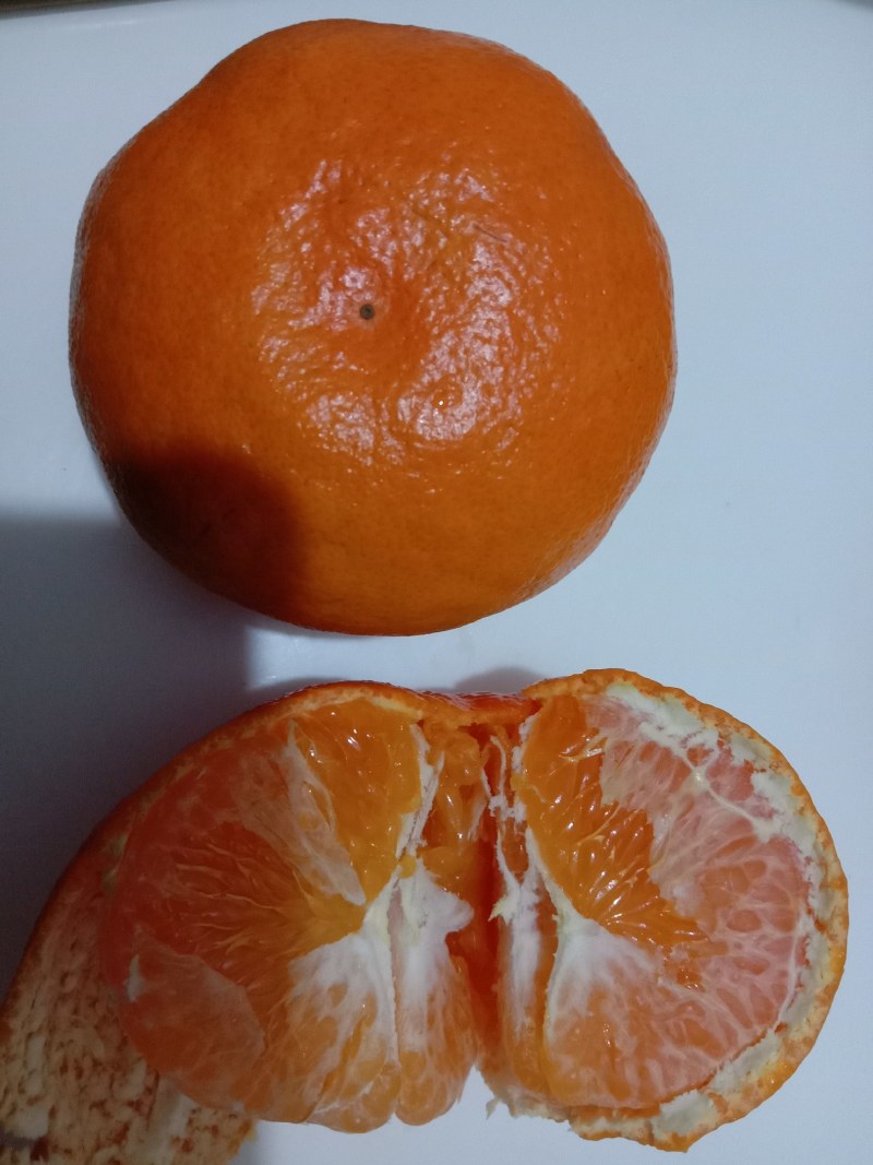 明日见柑桔苗，明日见杯苗，明日见大苗，四川明日见柑橘苗