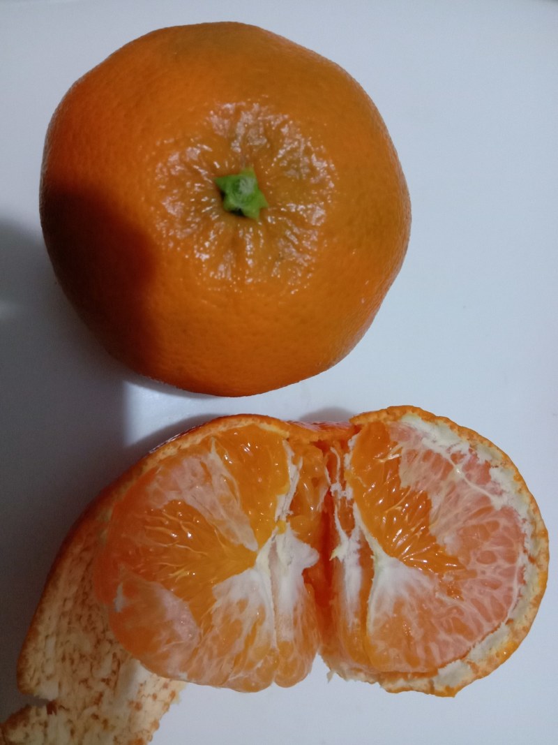 明日见柑桔苗，明日见杯苗，明日见大苗，四川明日见柑橘苗