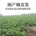 精品芥菜产地直供大量上市品质保障全国发货
