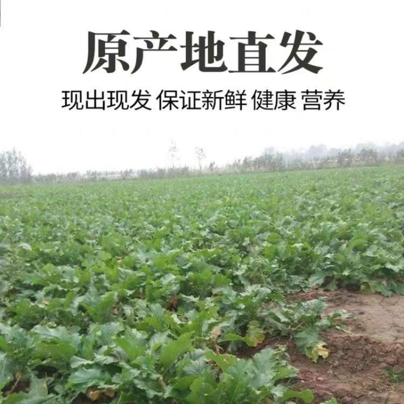 精品芥菜产地直供大量上市品质保障全国发货