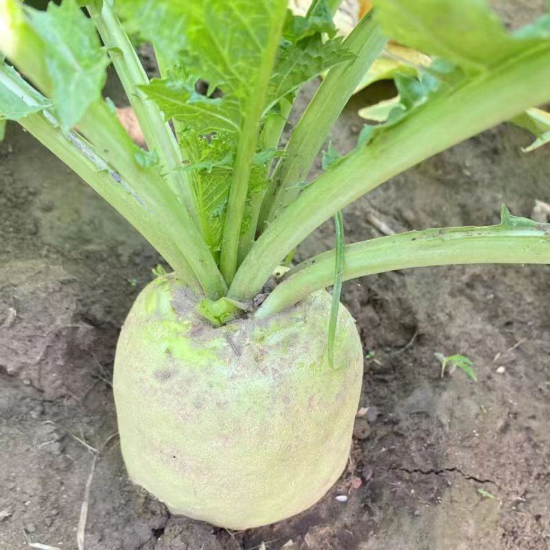 精品芥菜产地直供一手货源品质保证全国发货