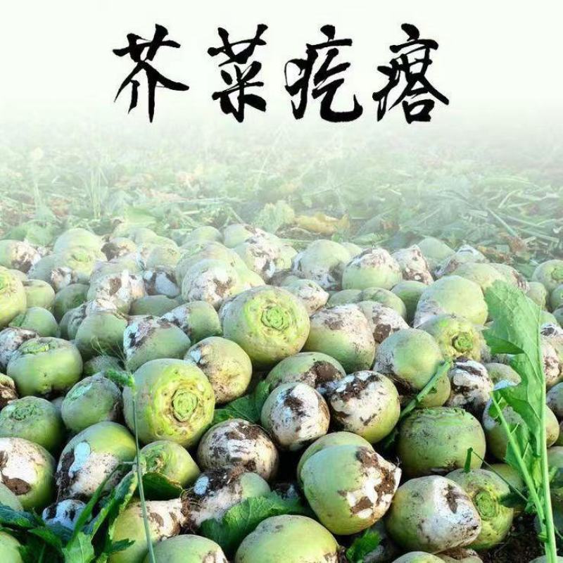 精品芥菜产地直供一手货源品质保证全国发货