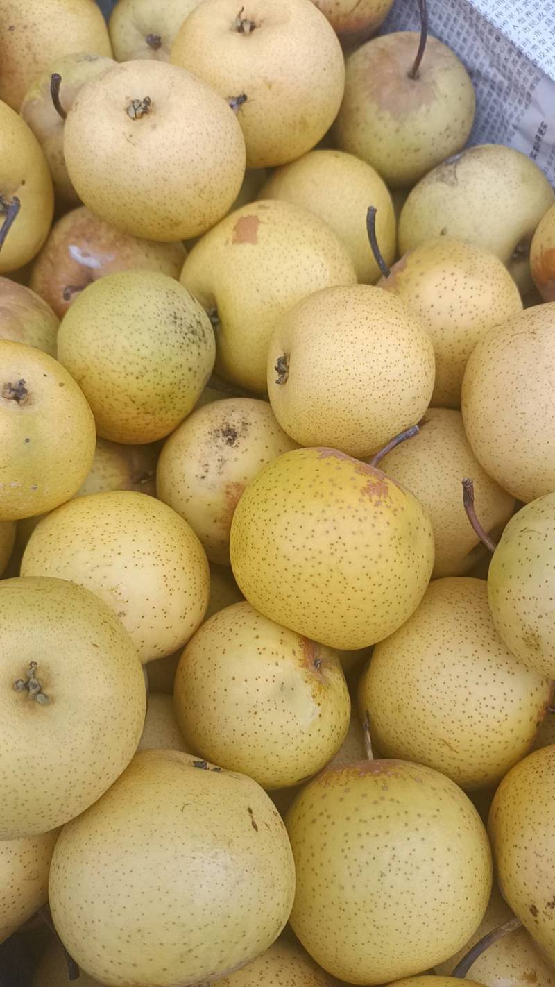 酸梨