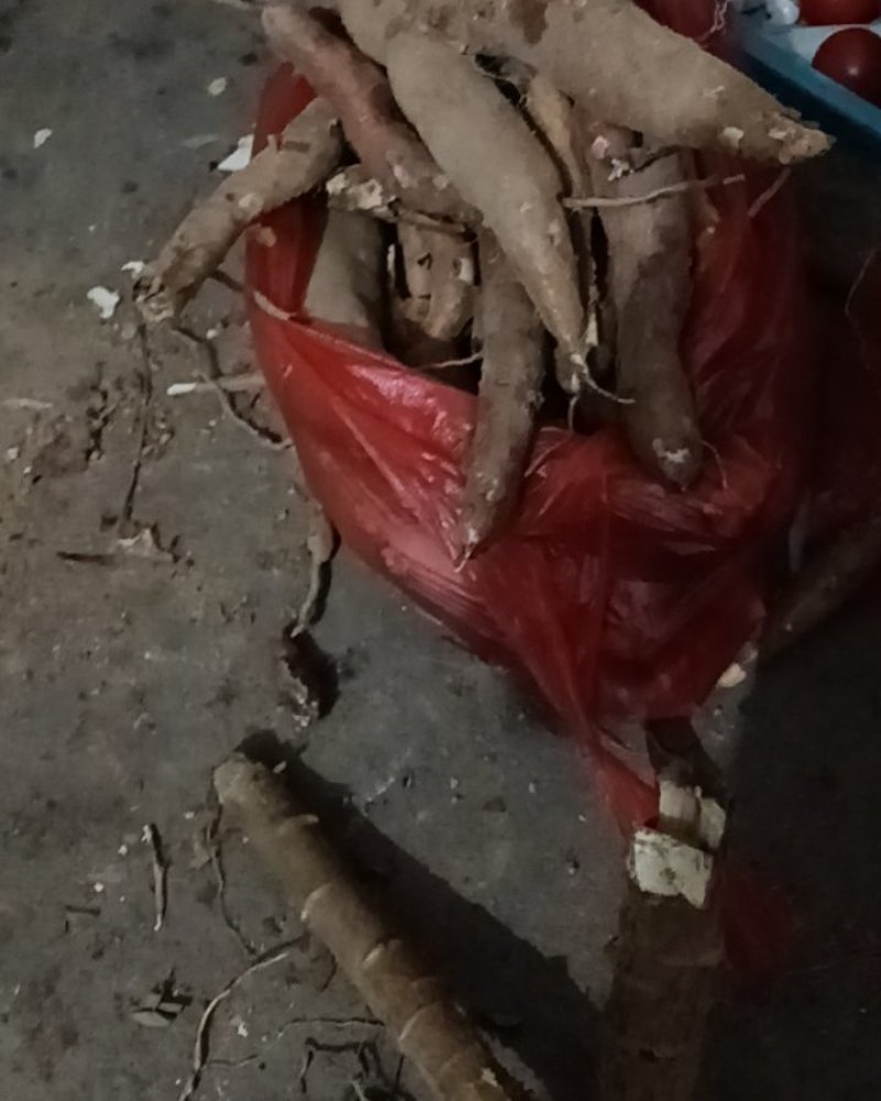 广西木薯