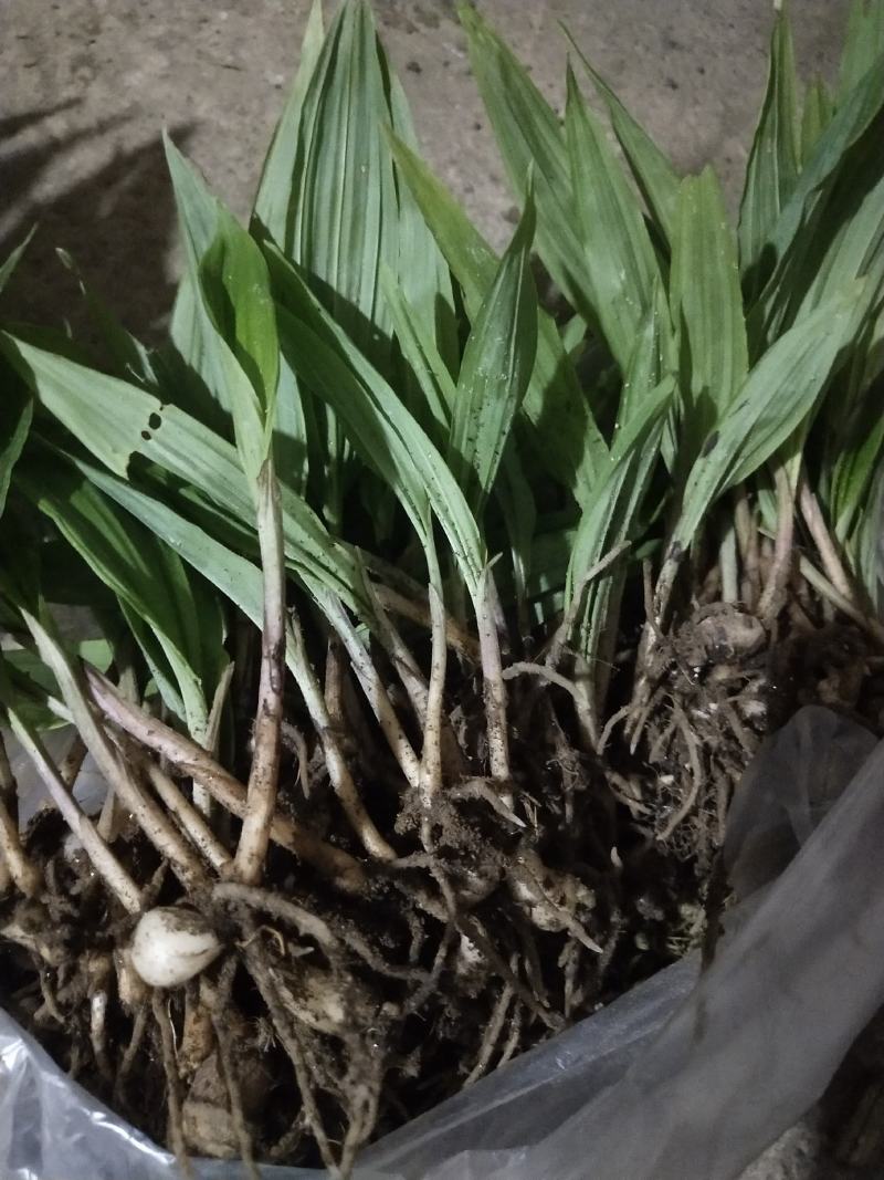 紫花宽叶毛慈姑苗（杜鹃兰）山慈菇，大量出售