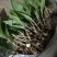 紫花宽叶毛慈姑苗（杜鹃兰）山慈菇，大量出售