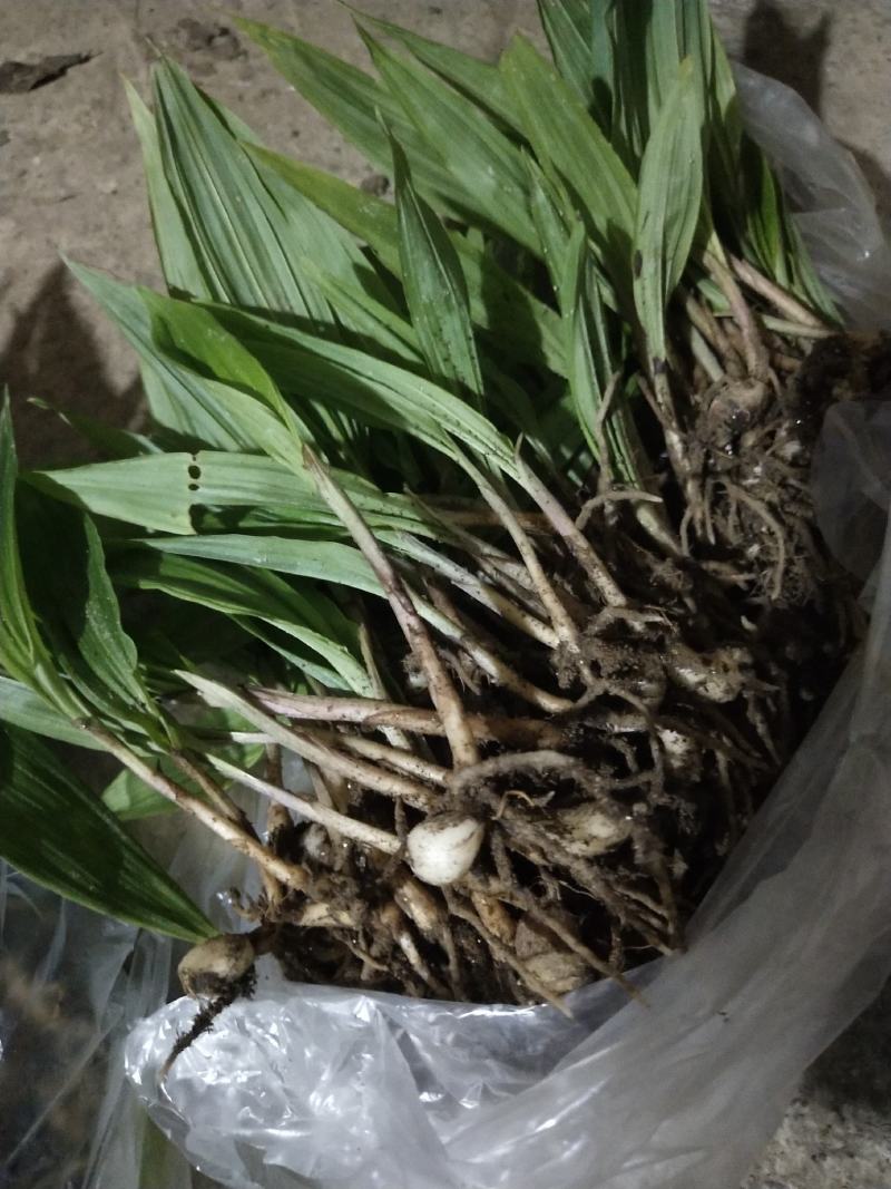 紫花宽叶毛慈姑苗（杜鹃兰）山慈菇，大量出售