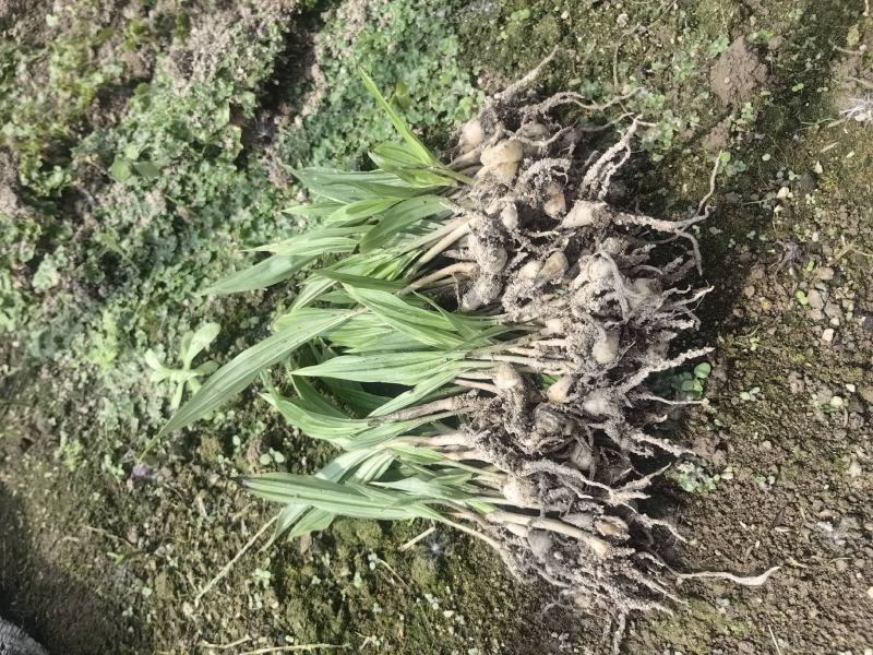 紫花宽叶毛慈姑苗（杜鹃兰）山慈菇，大量出售