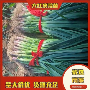 【实力】山东郯城大量供应精品蒜苗-价格便宜-可验货