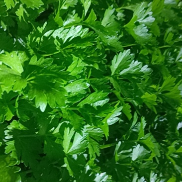 芹菜苗长期有货质量保证根系发达成活率高