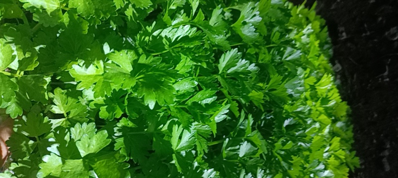 芹菜苗长期有货质量保证根系发达成活率高