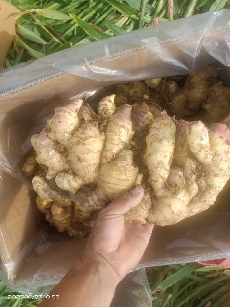 23年鲜姜圆头姜面姜老黄姜泥姜水洗姜风干姜商品姜电商