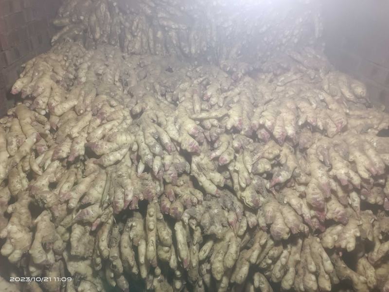 23年鲜姜圆头姜面姜老黄姜泥姜水洗姜风干姜商品姜电商