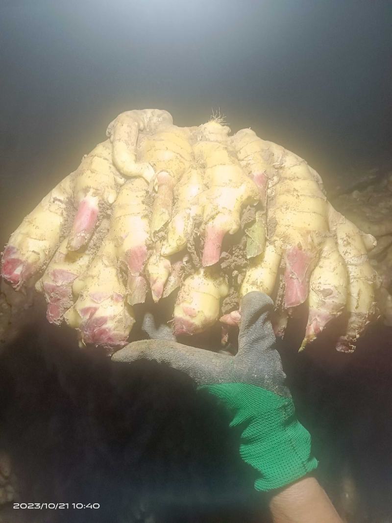 23年鲜姜圆头姜面姜老黄姜泥姜水洗姜风干姜商品姜电商