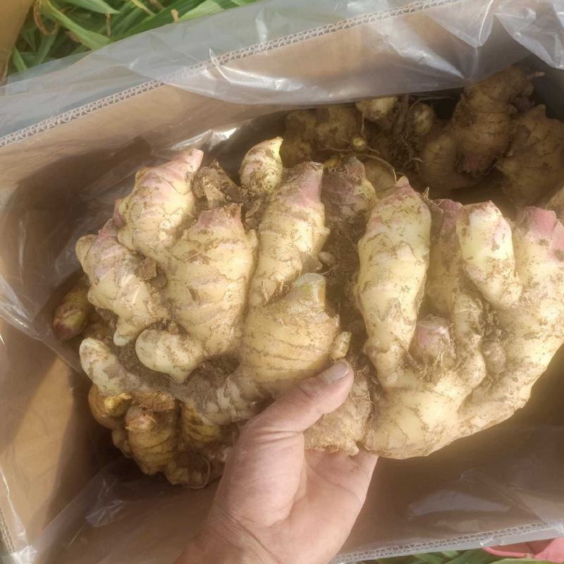 23年鲜姜圆头姜面姜老黄姜泥姜水洗姜风干姜商品姜电商