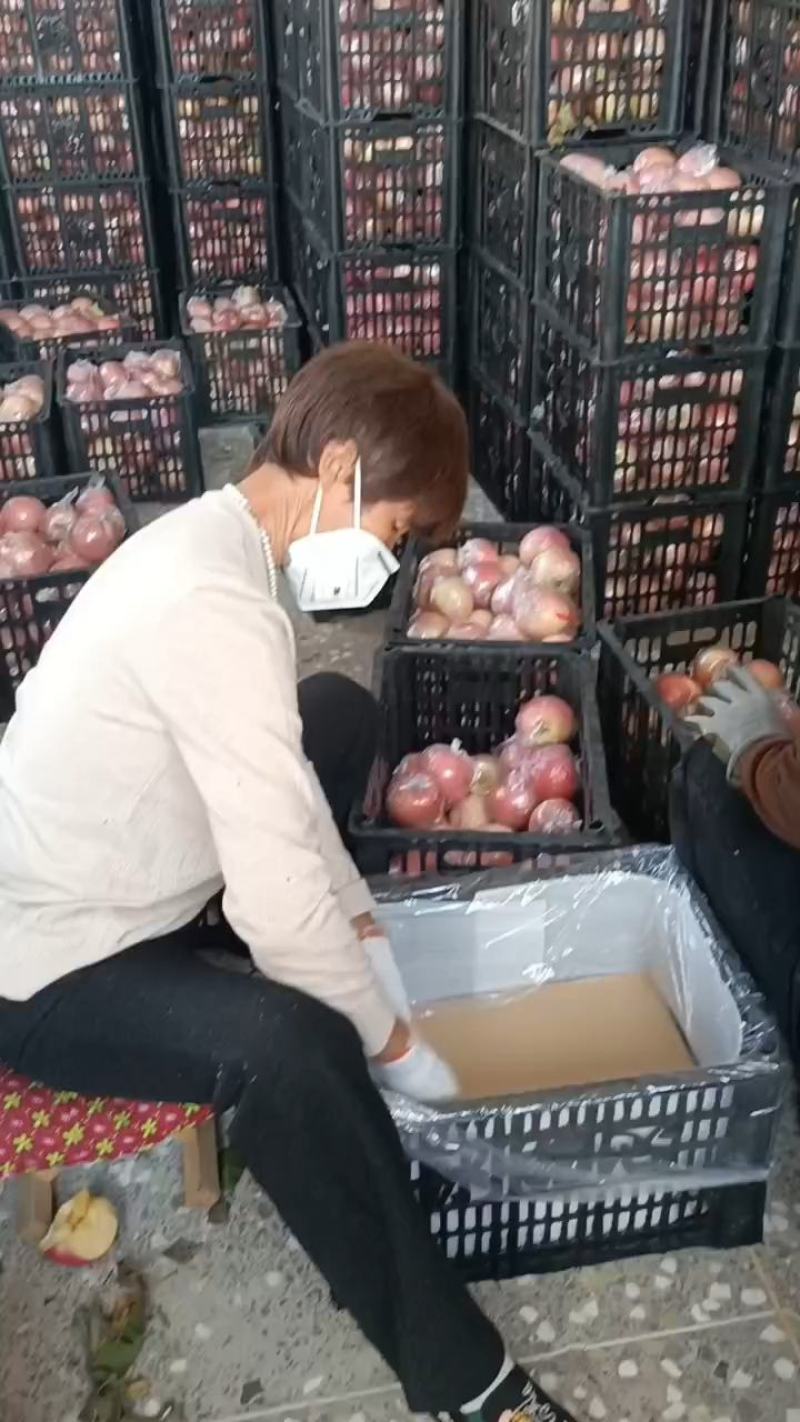 红富士冰糖心苹果水果膜袋对接超市，社区团购欢迎来电资询