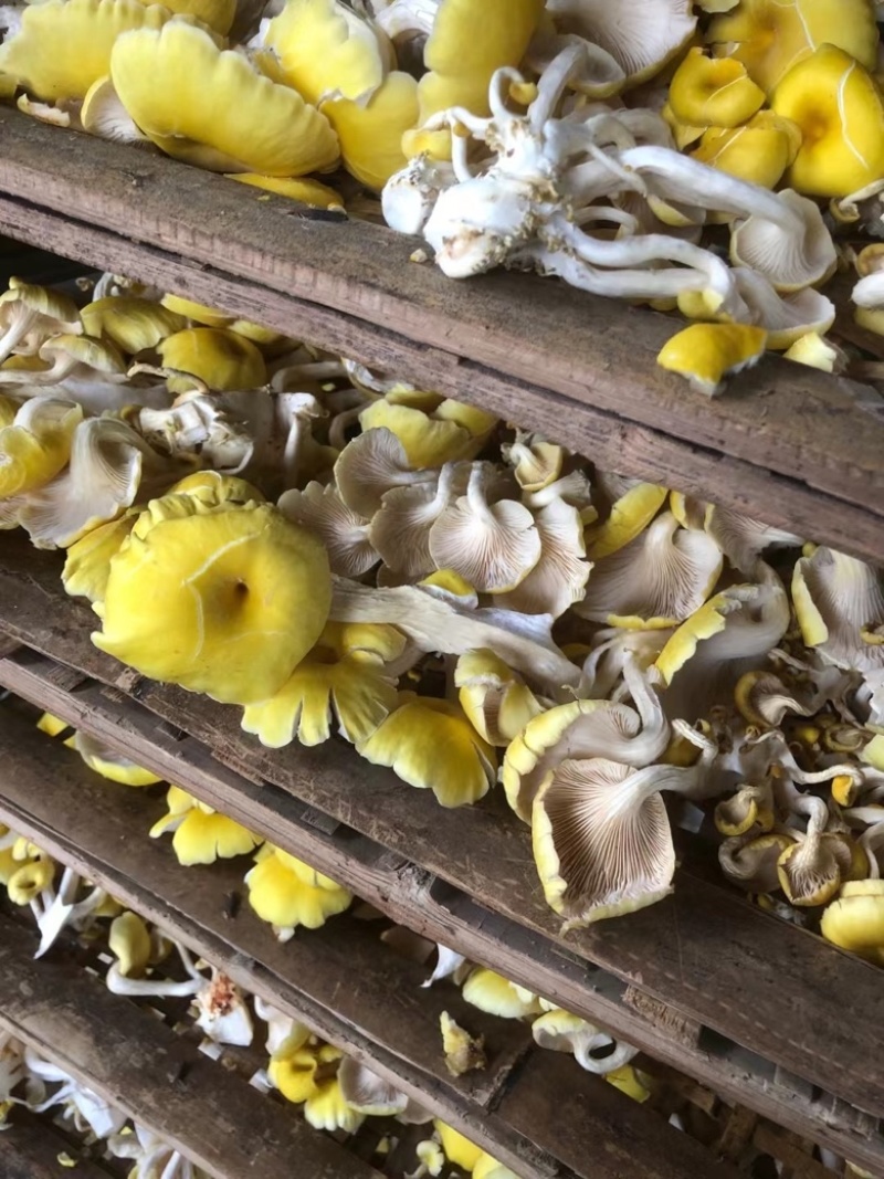 鸡油菌，大量供应
