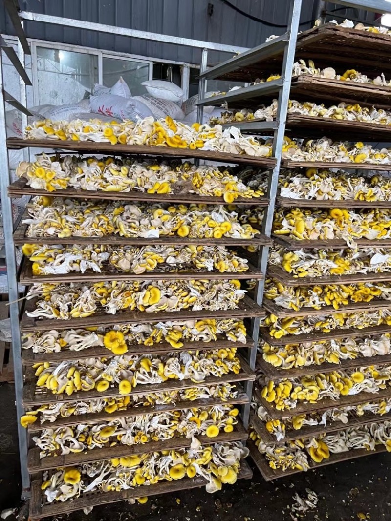 鸡油菌，大量供应