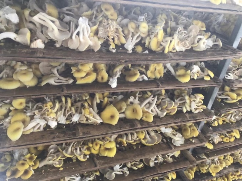 鸡油菌，大量供应