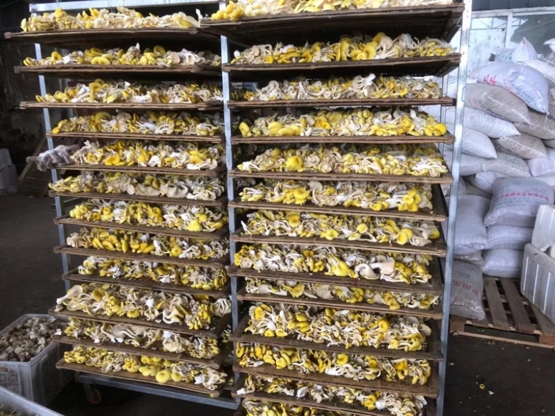 鸡油菌，大量供应