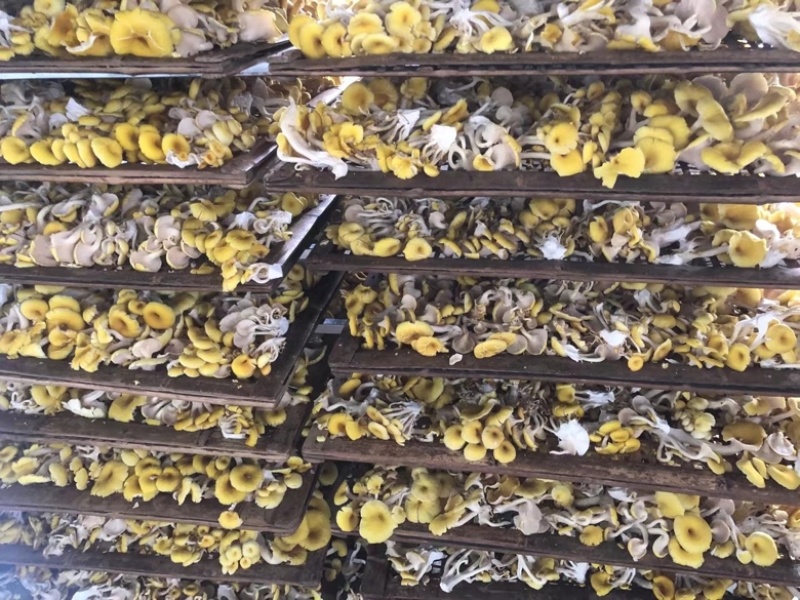 鸡油菌，大量供应
