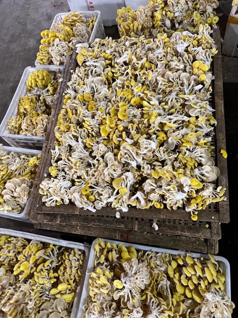 鸡油菌，大量供应