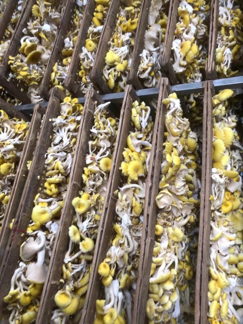 鸡油菌，大量供应
