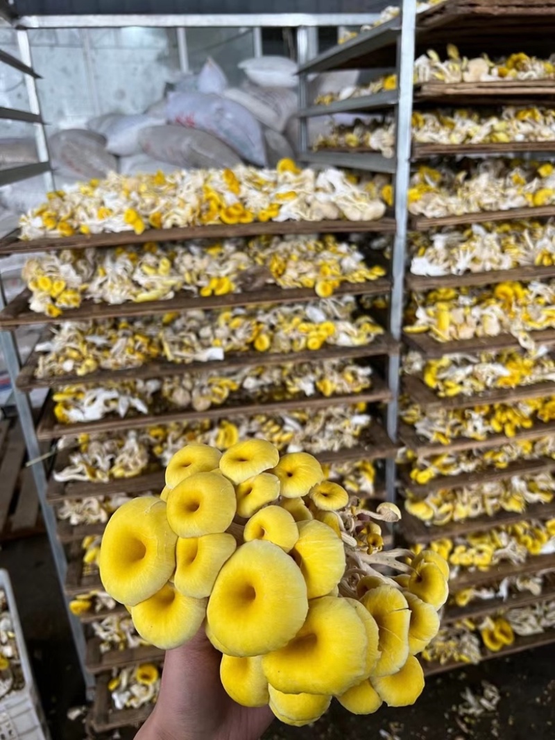 鸡油菌，大量供应