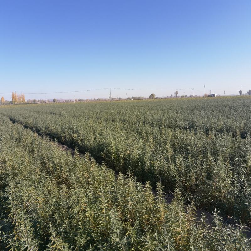 沙棘苗火棘球带刺植物庭院围墙篱笆植物四季常青耐寒