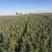 沙棘苗高25一60公分以上500万，苗地自产，手续齐全