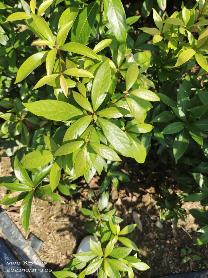 正宗金丝楠木苗，楠木苗，楠木小苗，100棵起拍，包邮。