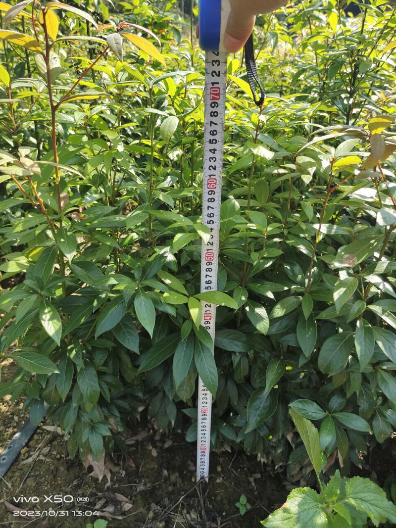 正宗金丝楠木苗，楠木苗，楠木小苗，100棵起拍，包邮。