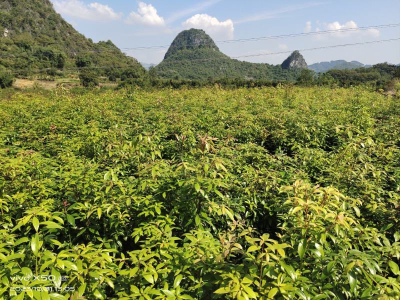 正宗金丝楠木苗，楠木苗，楠木小苗，100棵起拍，包邮。