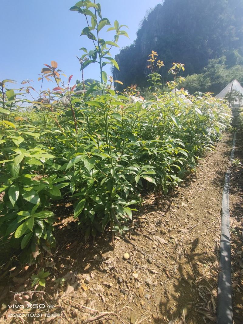 正宗金丝楠木苗，楠木苗，楠木小苗，100棵起拍，包邮。