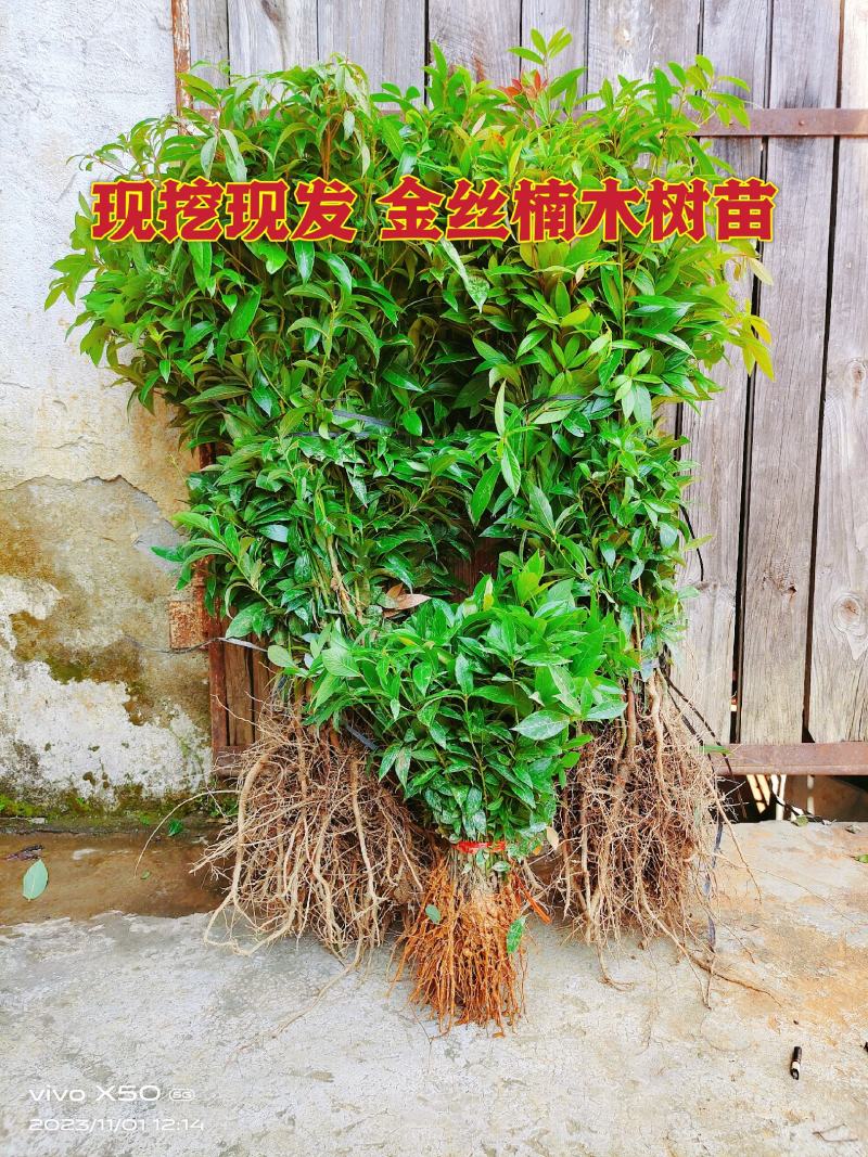 正宗金丝楠木苗，楠木苗，楠木小苗，100棵起拍，包邮。