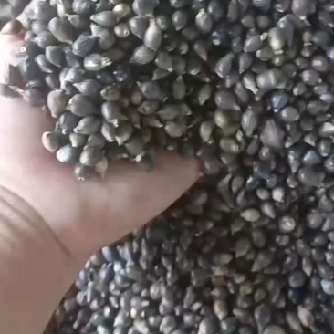 云南薏仁米现货