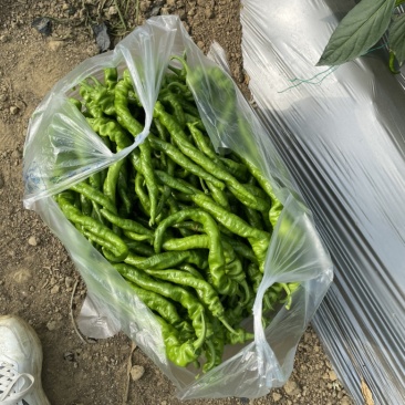 赣州螺丝椒，线椒，螺线大量供应