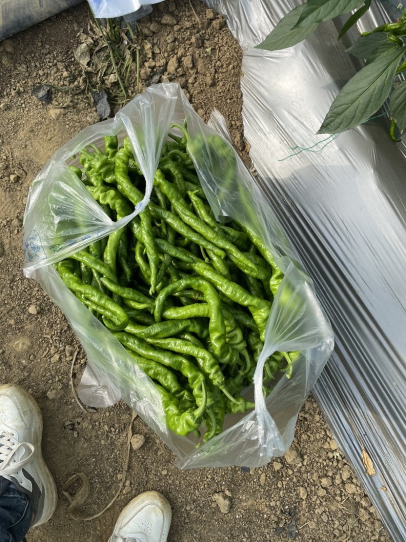 赣州螺丝椒，线椒，螺线大量供应