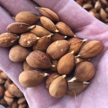桃树种子，毛桃核种子，毛桃芽种子批发，产地供应