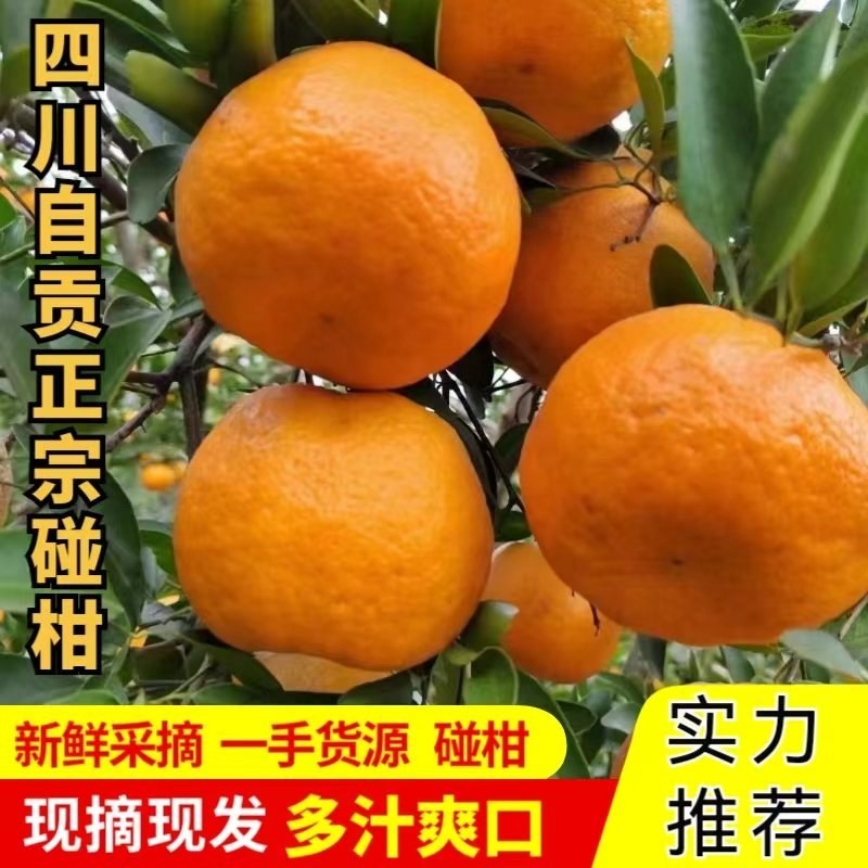 四川荣县留佳镇碰柑产地一手货源，柑桔常年供货，欢迎订购
