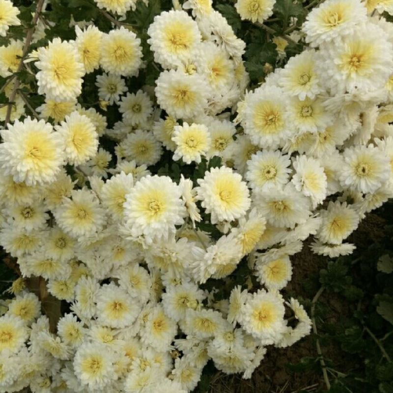 地道怀菊花中药材菊花茶无硫一手货源欢迎来电采购