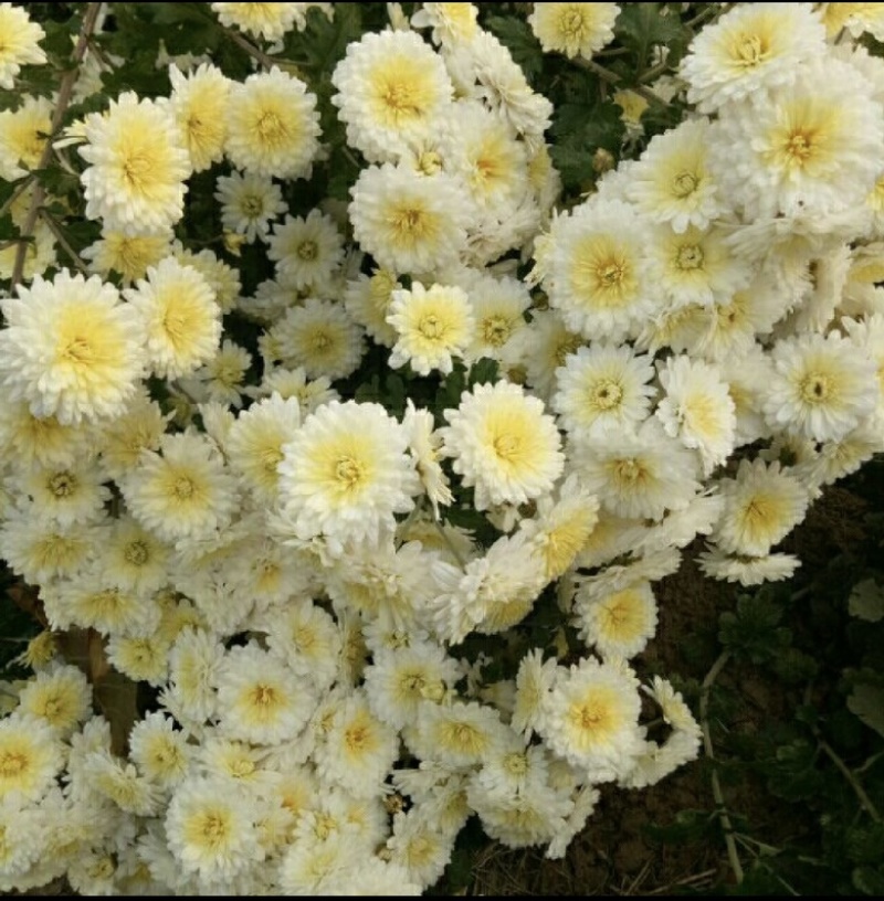 地道怀菊花中药材菊花茶无硫一手货源欢迎来电采购