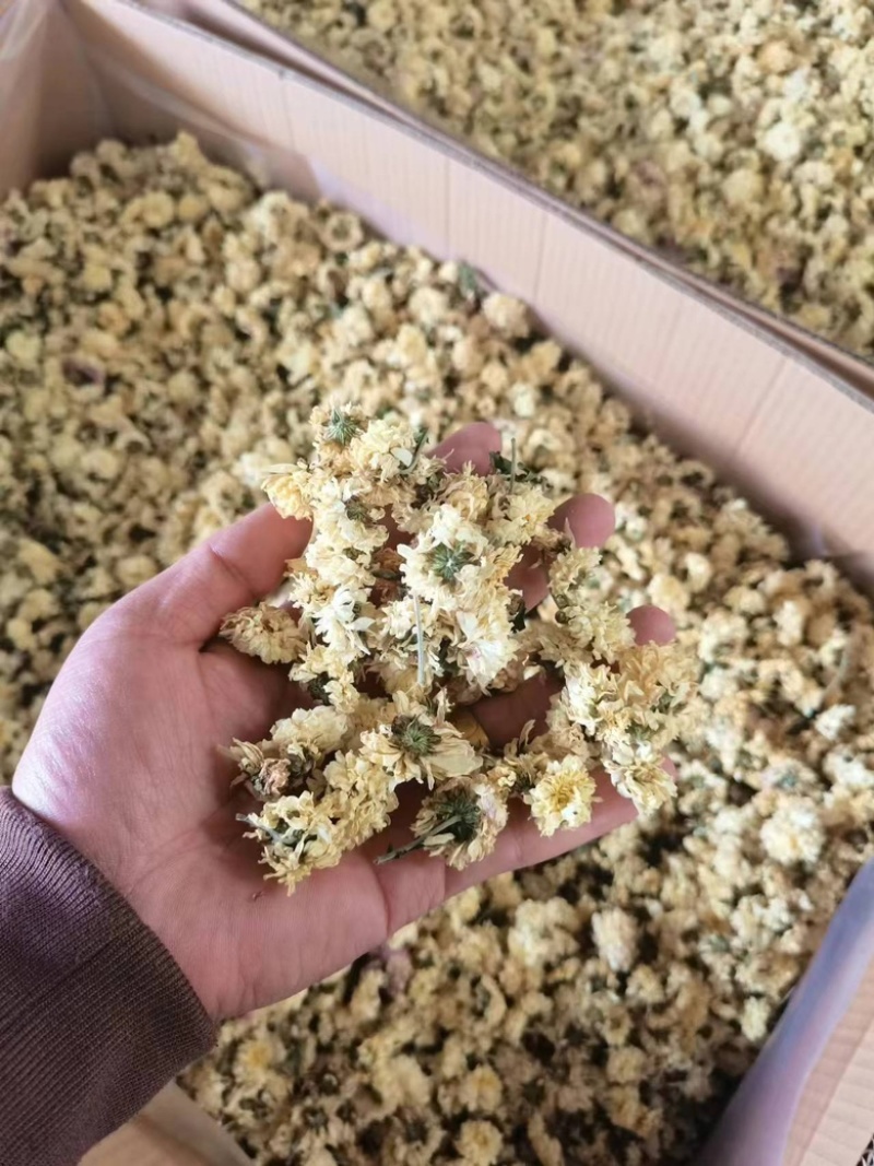 地道怀菊花中药材菊花茶无硫一手货源欢迎来电采购